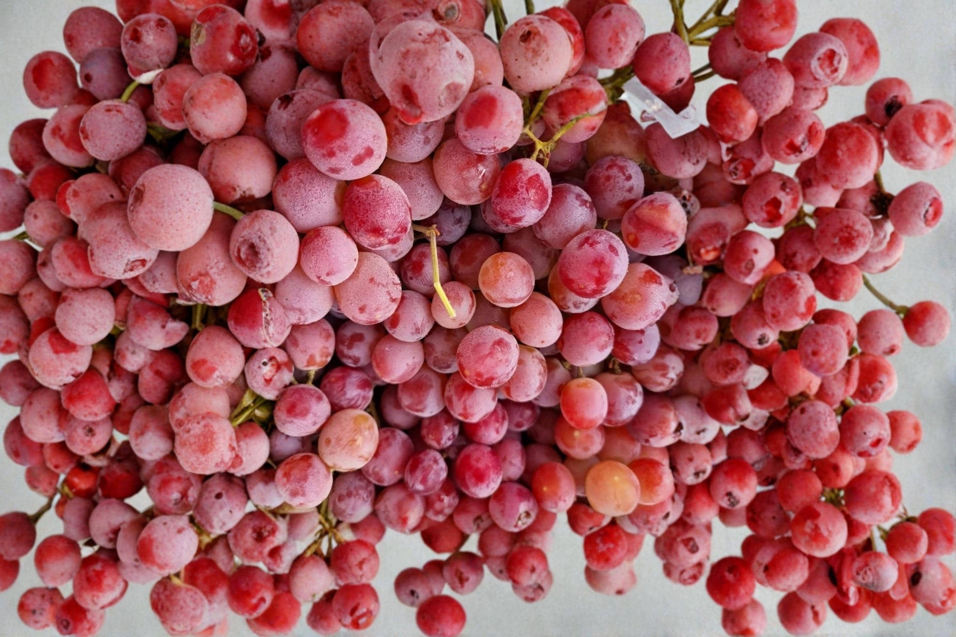 Red Concord Grape Seeds – Vitis labrusca Fruit Vine for Planting, Climbing, Backyard Garden, Table & Wine Production