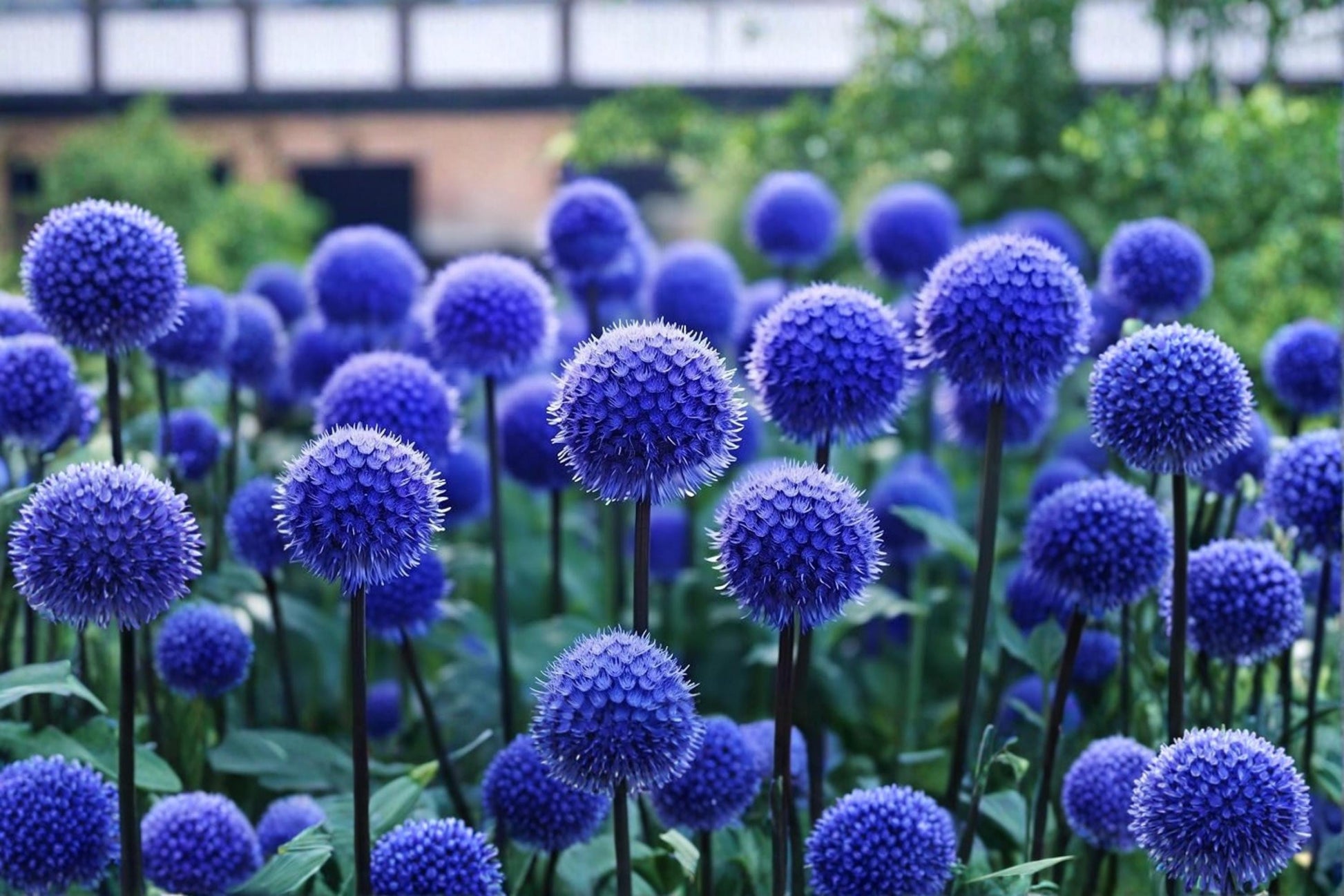 Globe Thistle Seeds 30 – Blue Echinops ritro Ornamental Perennial for Garden Borders & Wildflower Beds