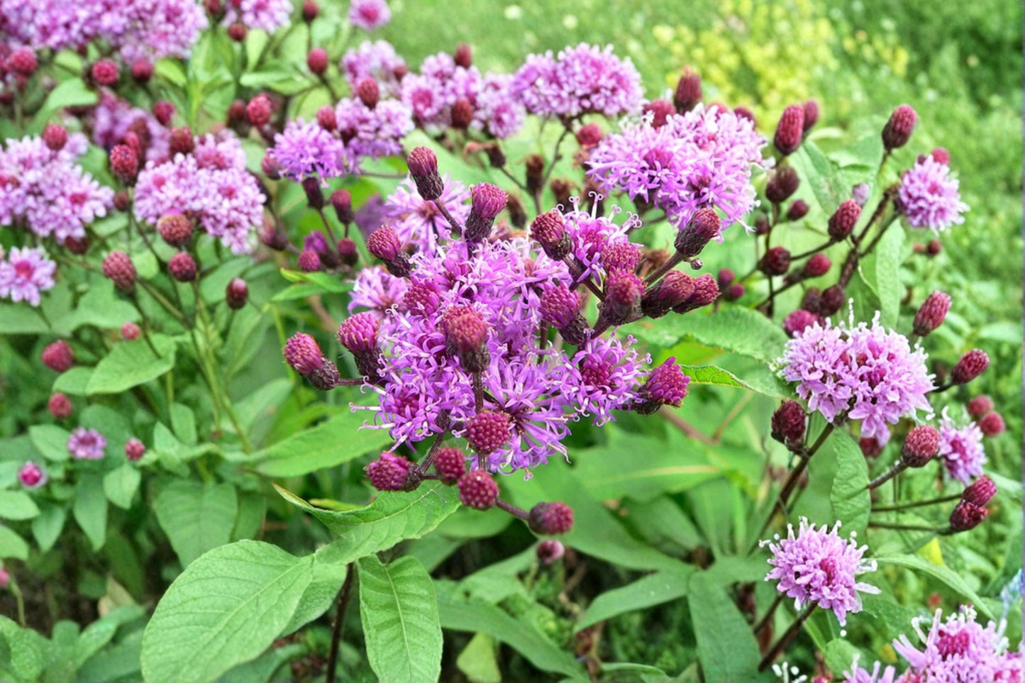 Giant Ironweed Seeds 100 Vernonia gigantea Native Wildflower for Pollinator Gardens & Meadow Planting