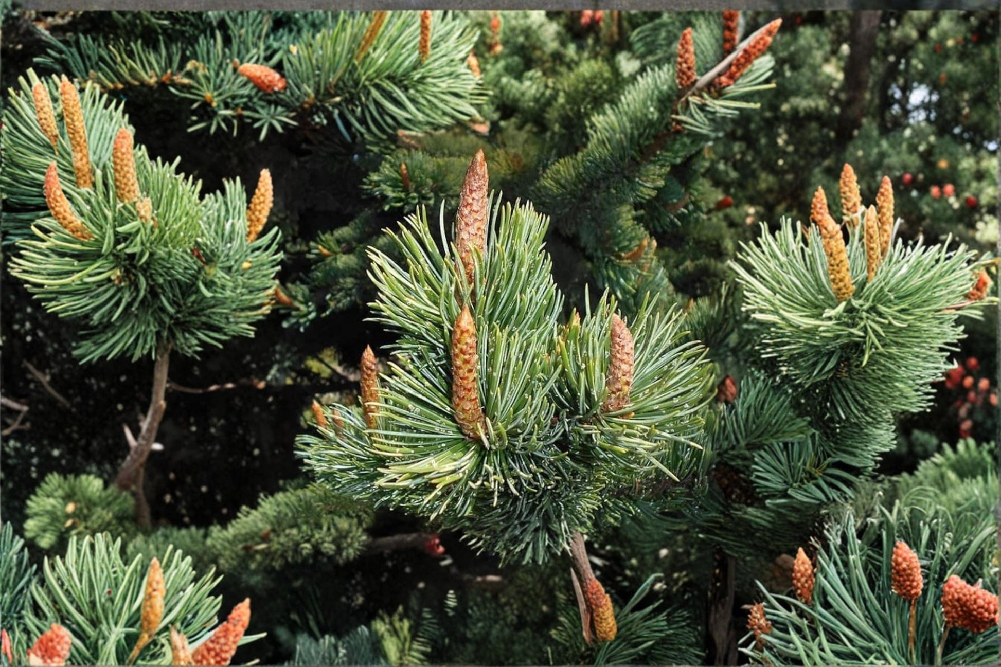 Bristlecone Pine Tree Seeds 30 Pack | Pinus aristata Evergreen Conifer for Bonsai & Landscaping