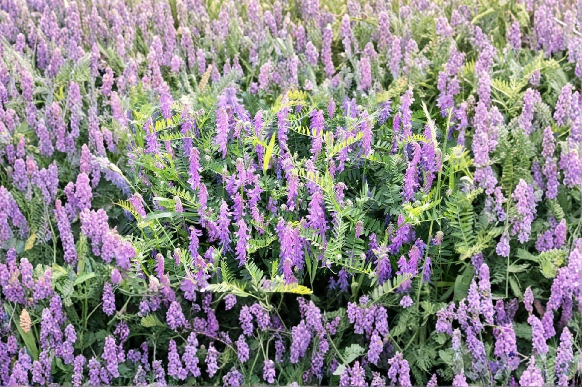 Hairy Vetch Seeds 8 Pounds – Cover Crop Vicia villosa for Erosion Control, Pollinator Gardens, Pasture and Ground Cover