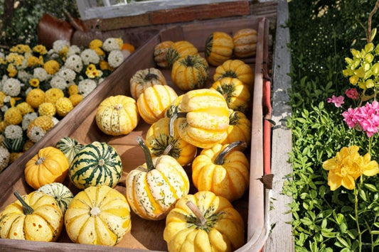 10 Celebration Squash Seeds – Edible & Decorative Cucurbita pepo, Light Yellow with Orange Sutures, Acorn-Type Fruit, Full Sun