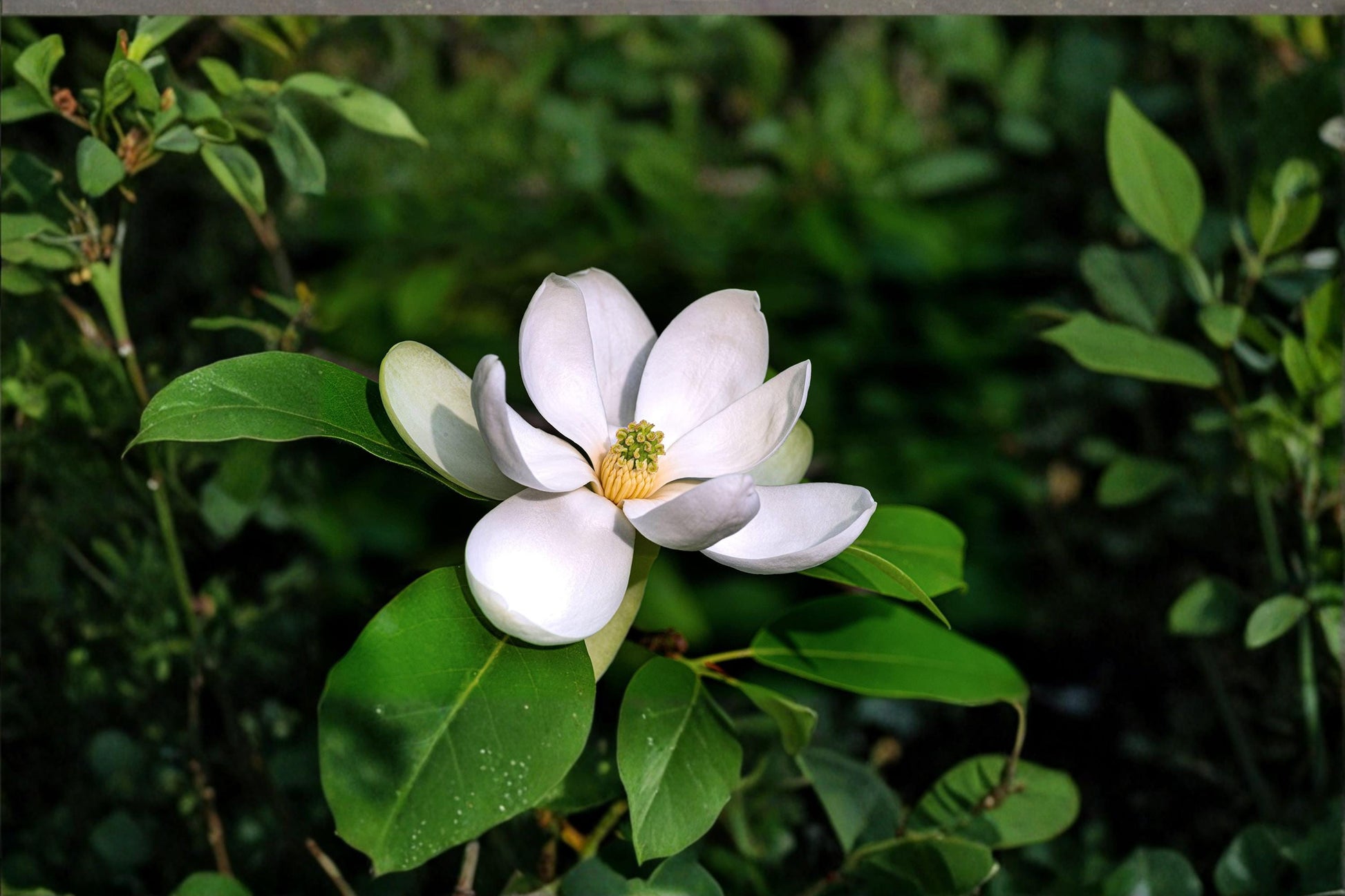 Sweetbay Magnolia Tree Seeds – Magnolia virginiana, Ornamental Flowering Tree, Native North American Evergreen Seed Pack