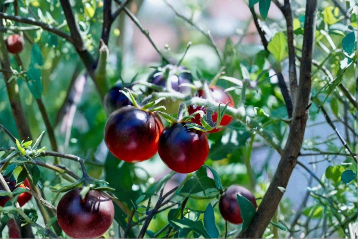 Black Pearl Cherry Tomato Seeds – 100+ Solanum lycopersicum, Dark Purple Fruit, Vining Vegetable for Garden & Containers