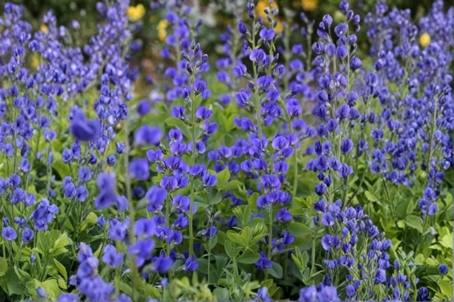 Wild Blue Indigo Seeds – 100 Baptisia australis Perennial Flower for Pollinator & Cottage Gardens