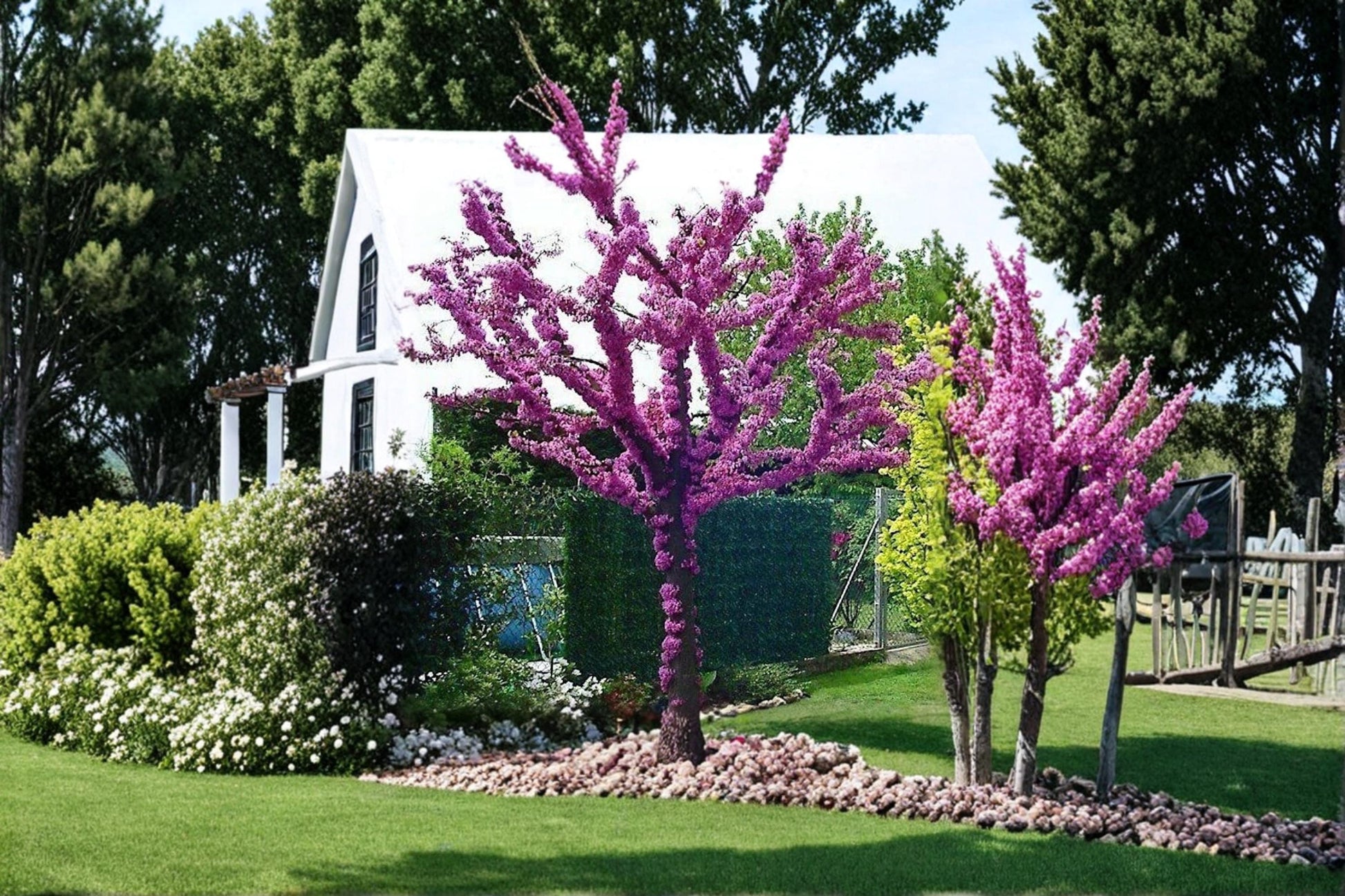 Judas Tree Seeds for Planting – Cercis siliquastrum Flowering Ornamental Tree – 20 Seeds for Landscape, Bonsai & Garden