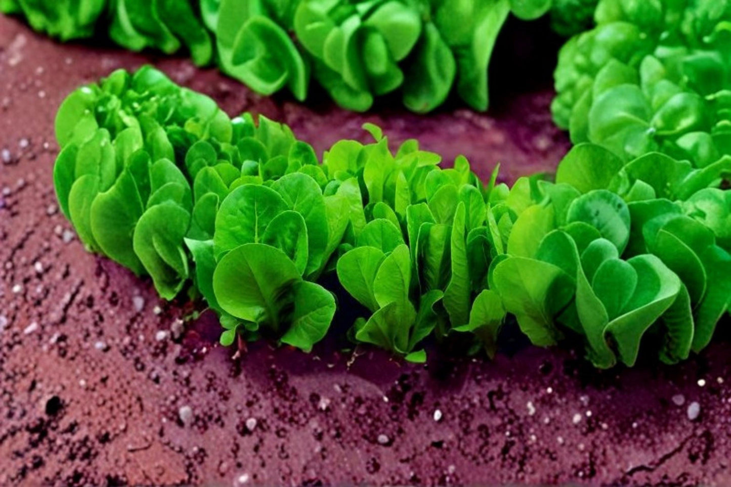 Space Hybrid Spinach Seeds – 200+ Cool-Season Leafy Greens for Garden, Container, Raised Bed – Spinacia oleracea