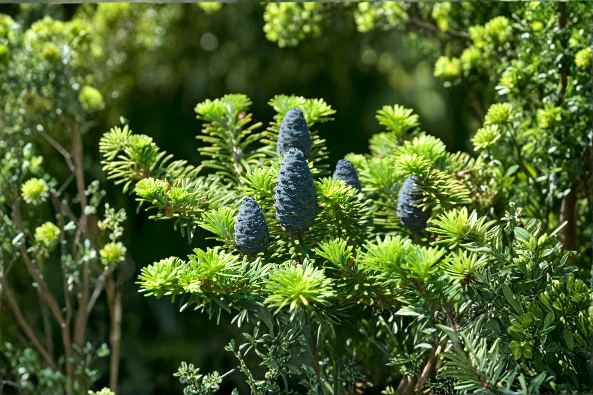 George Fir Tree Seeds 30 Pack | Abies forrestii georgei Evergreen Conifer for Landscaping & Garden