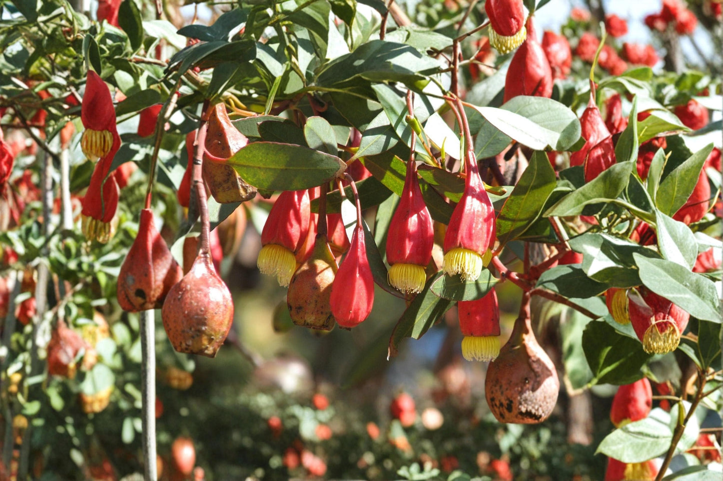 Fuchsia Gum Tree Seeds 10 Pack – Eucalyptus forrestiana Ornamental Evergreen Flowering Tree