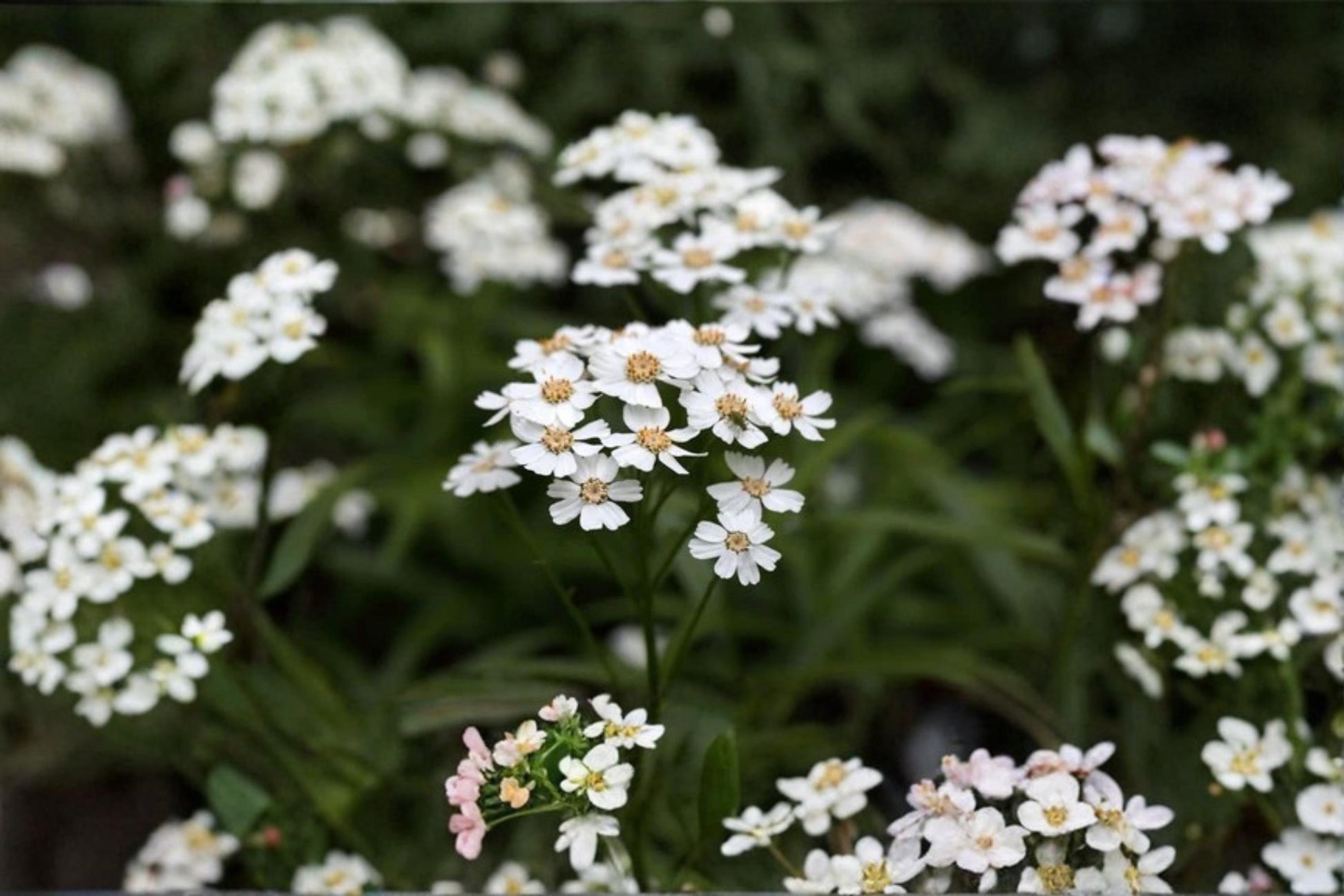 Sneezewort Seeds 200 Pack – Achillea ptarmica White Flowering Perennial for Pollinator Gardens and Borders