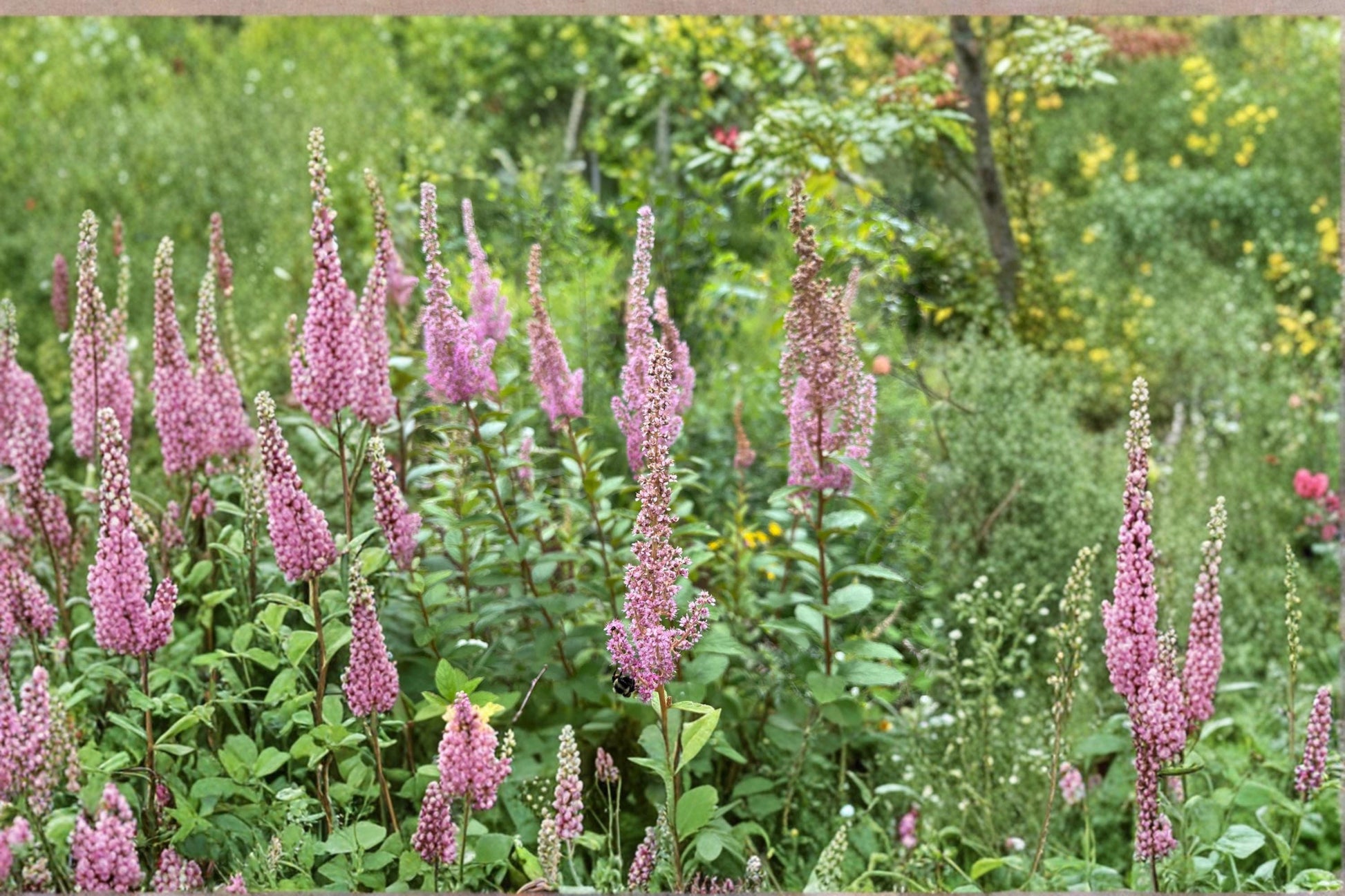 Steeple Bush Flower Seeds 100 Pack | Spiraea tomentosa Pink Blooming Ornamental Shrub for Pollinator Gardens