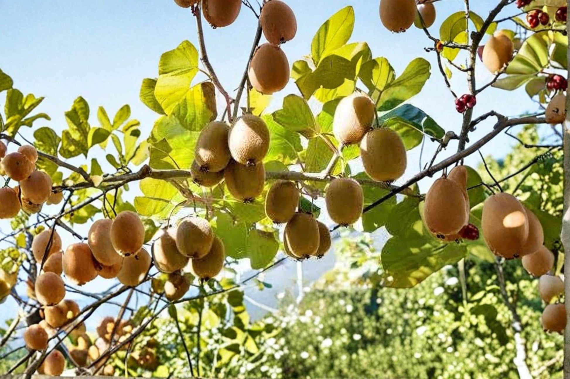 Kiwi Plant Seeds – Actinidia chinensis – Fruiting Vine for Garden, Trellis, Landscape