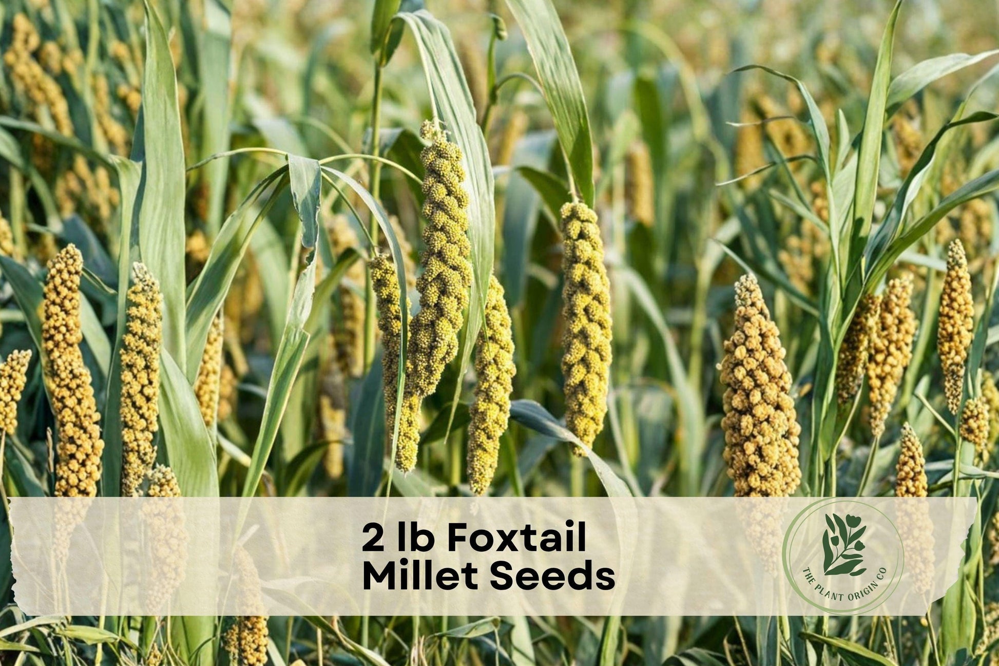 2 lb Foxtail Millet Seeds Setaria italica Ornamental Grass for Landscape, Meadow & Wildlife Gardens