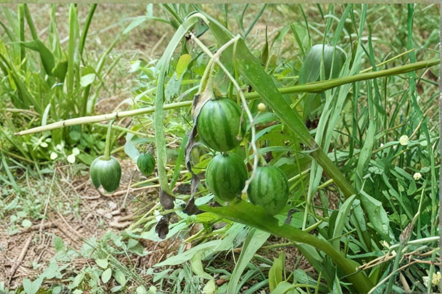 Tzimbalo Fruit Bush Seeds – Solanum caripense Rare Edible Shrub for Garden & Collection