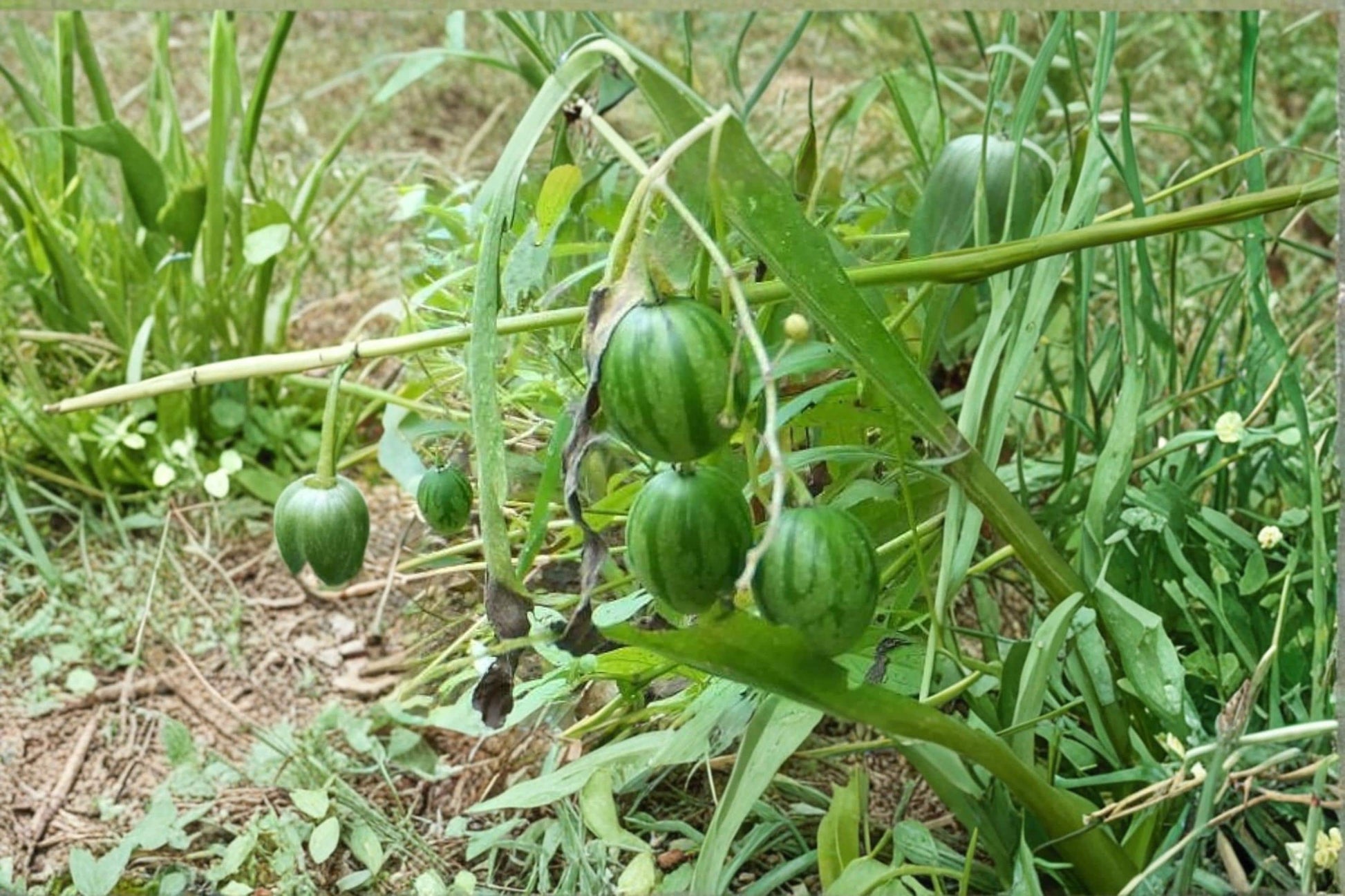 Tzimbalo Fruit Bush Seeds – Solanum caripense Rare Edible Shrub for Garden & Collection