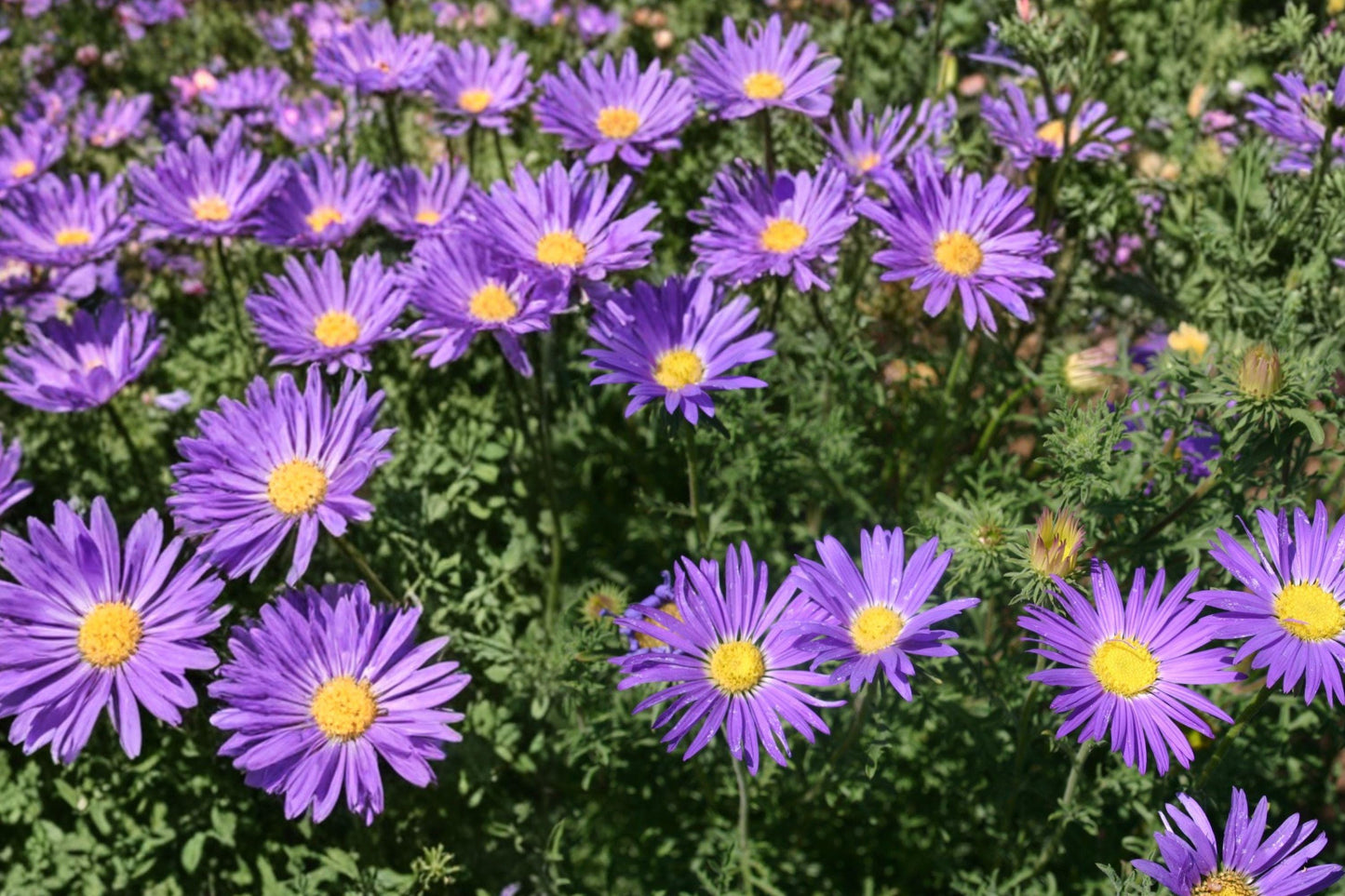 Tahoka Daisy Seeds 150 – Prairie Aster, Lavender Blue Flowers, Machaeranthera tanacetifolia, Wildflower, Drought Tolerant, Annual