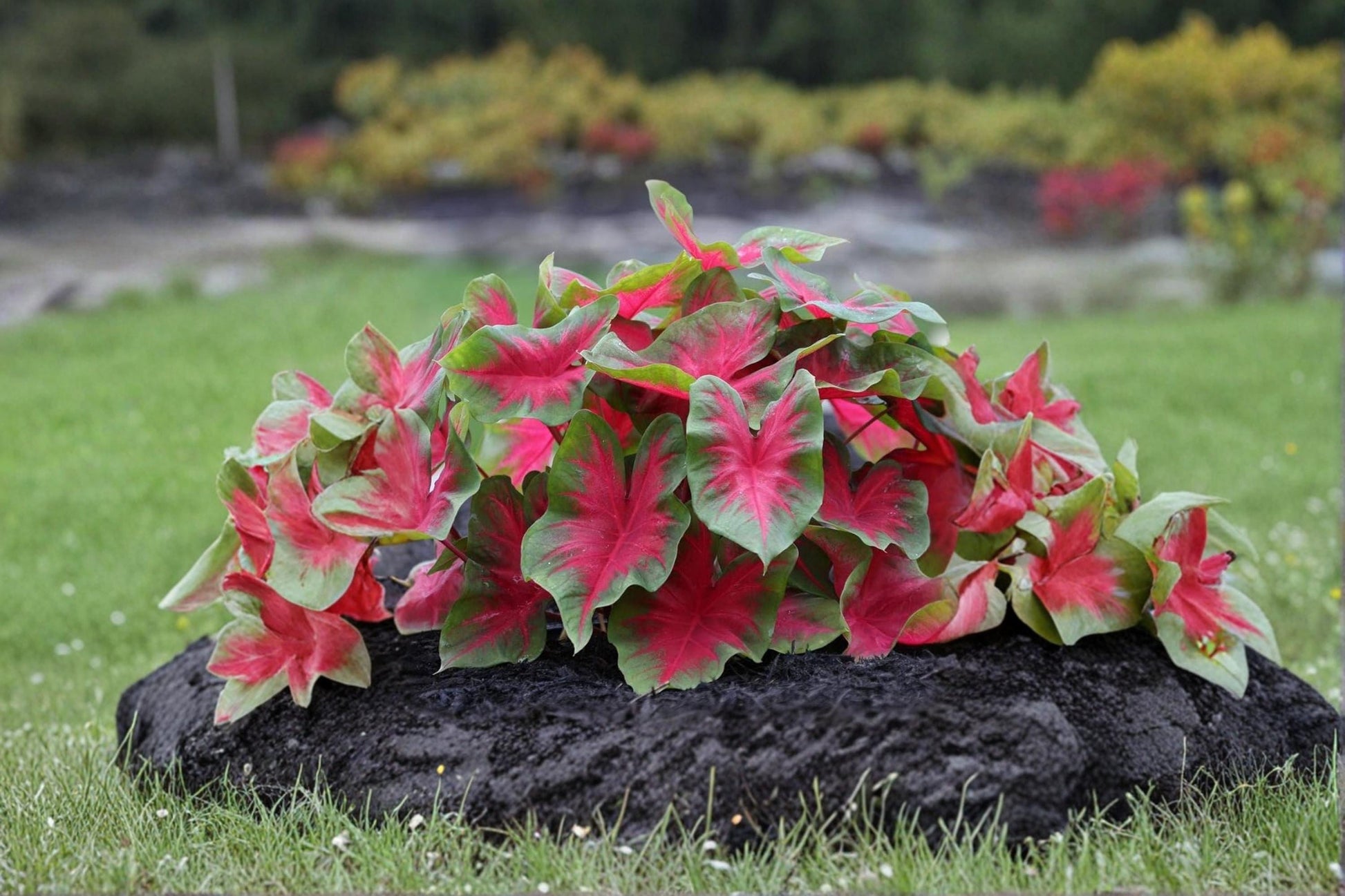 Florida Cardinal Caladium Bulbs – Fancy Leaf Red & Green Foliage, Caladium bicolor, 6 Pack for Shade Gardens & Containers