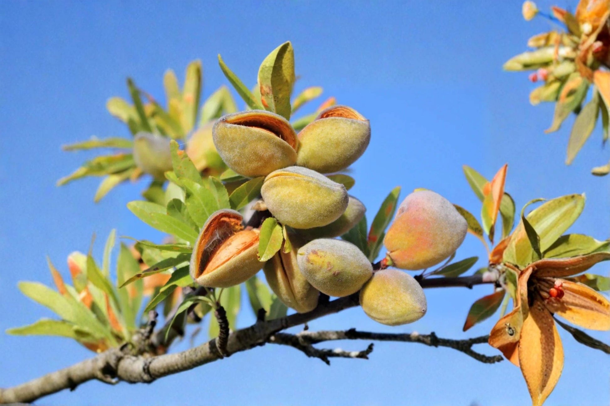 Almond Tree Seeds 10 Pack – Prunus dulcis Nut Tree for Planting, Flowering Ornamental, Edible Nuts, Orchard & Garden