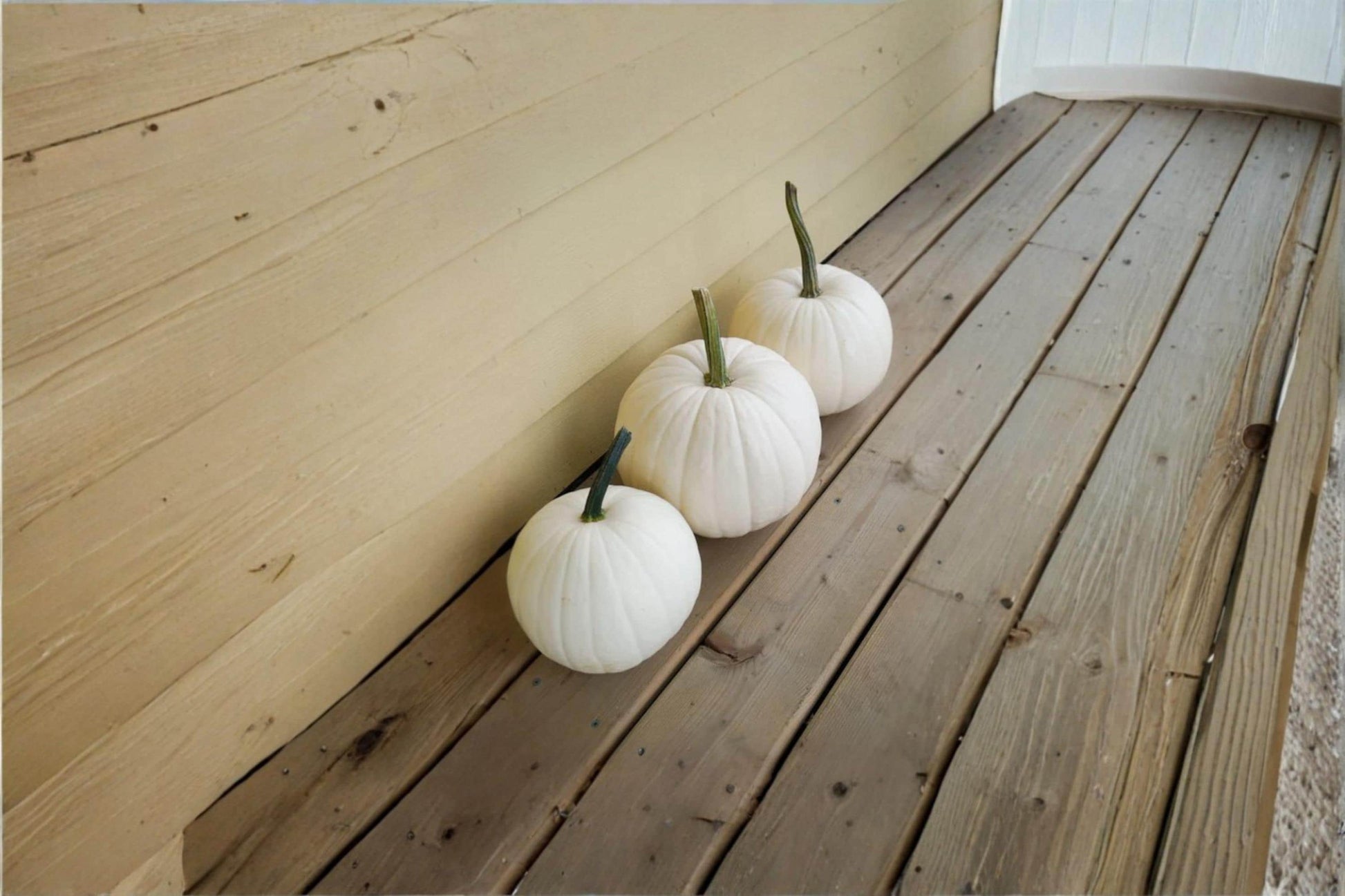 Blanco White Pumpkin Seeds – 10 Seeds for Planting, White Cucurbita pepo, Ornamental Pumpkin, Fall Garden, Pumpkin Patch, Garden Seeds