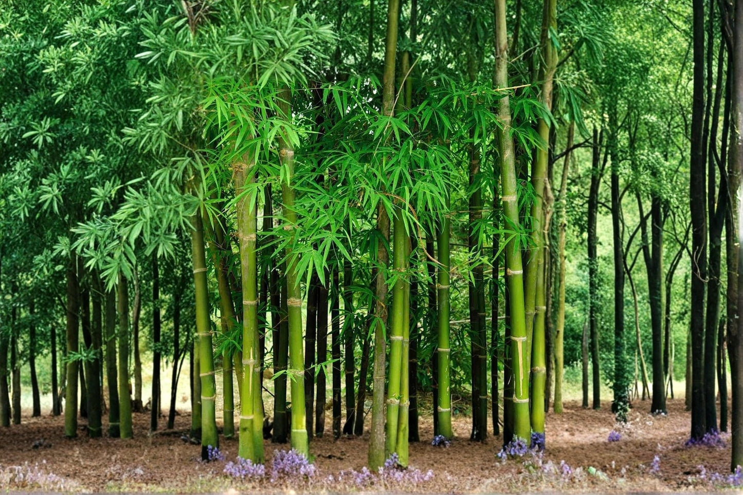 Giant Bamboo Seeds – 200 Pack, Ornamental Bambusoideae spp., Fast Growing, Hardy, Garden Landscaping & Privacy Screen