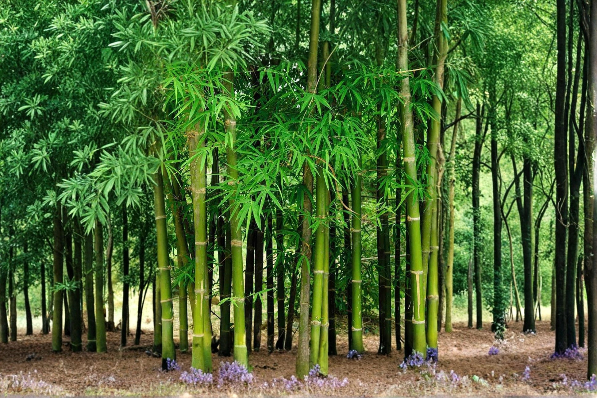 Giant Bamboo Seeds – 200 Pack, Ornamental Bambusoideae spp., Fast Growing, Hardy, Garden Landscaping & Privacy Screen