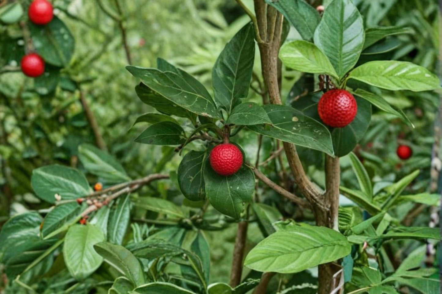 African Red Peach Tree Seeds – 20 Nauclea latifolia Tropical Ornamental Fruit Tree Seeds for Garden Landscaping