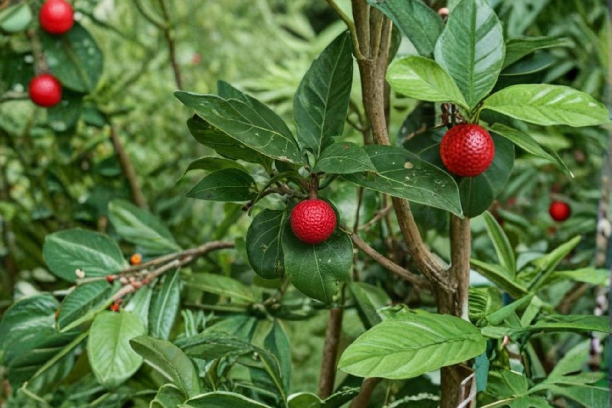 African Red Peach Tree Seeds – 20 Nauclea latifolia Tropical Ornamental Fruit Tree Seeds for Garden Landscaping