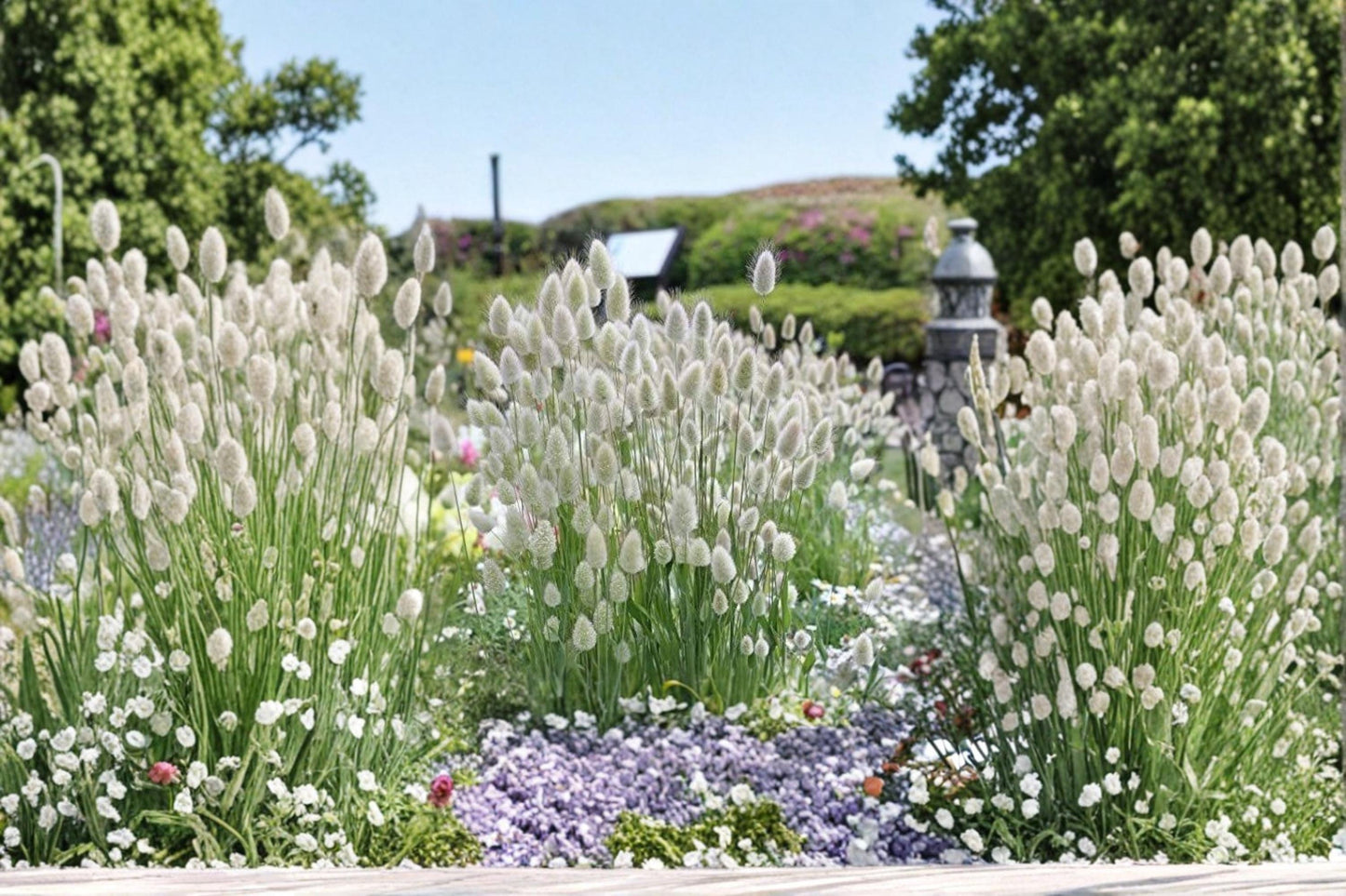 Bunny Tails Ornamental Grass Seeds – Lagurus ovatus, Fluffy Decorative Garden Grass, Dried Arrangements, Borders, Containers