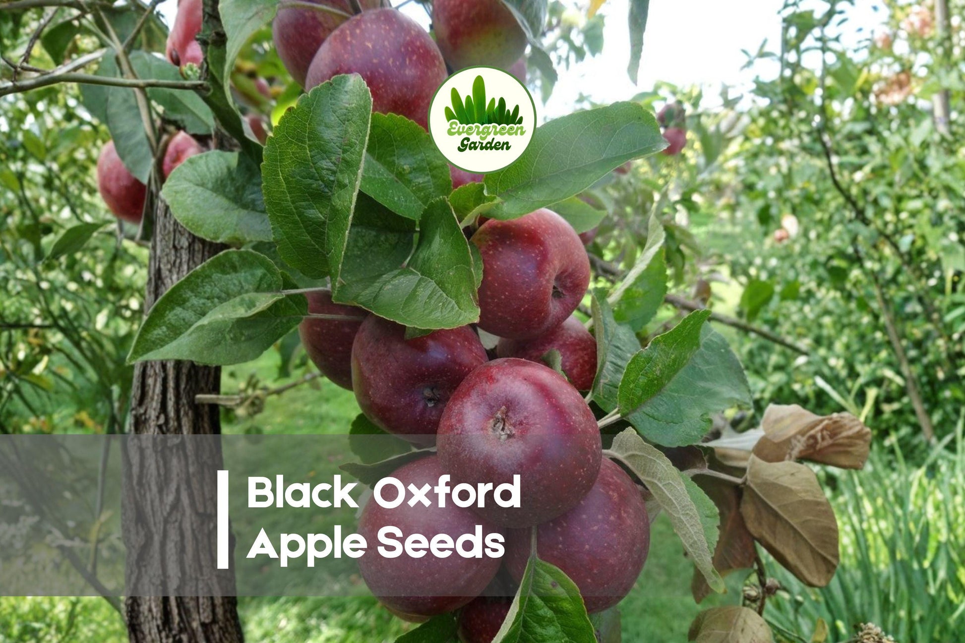 Black Oxford Apple Seeds - Heirloom Malus domestica, Dark Red Fruit, Spring Blossoms, Orchard & Garden Planting