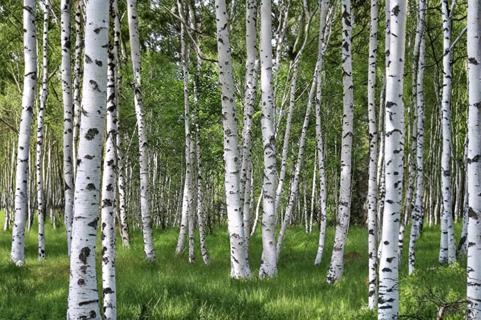 White Paper Birch Seeds – Betula papyrifera Ornamental Tree for Bonsai, Landscaping & Garden Planting