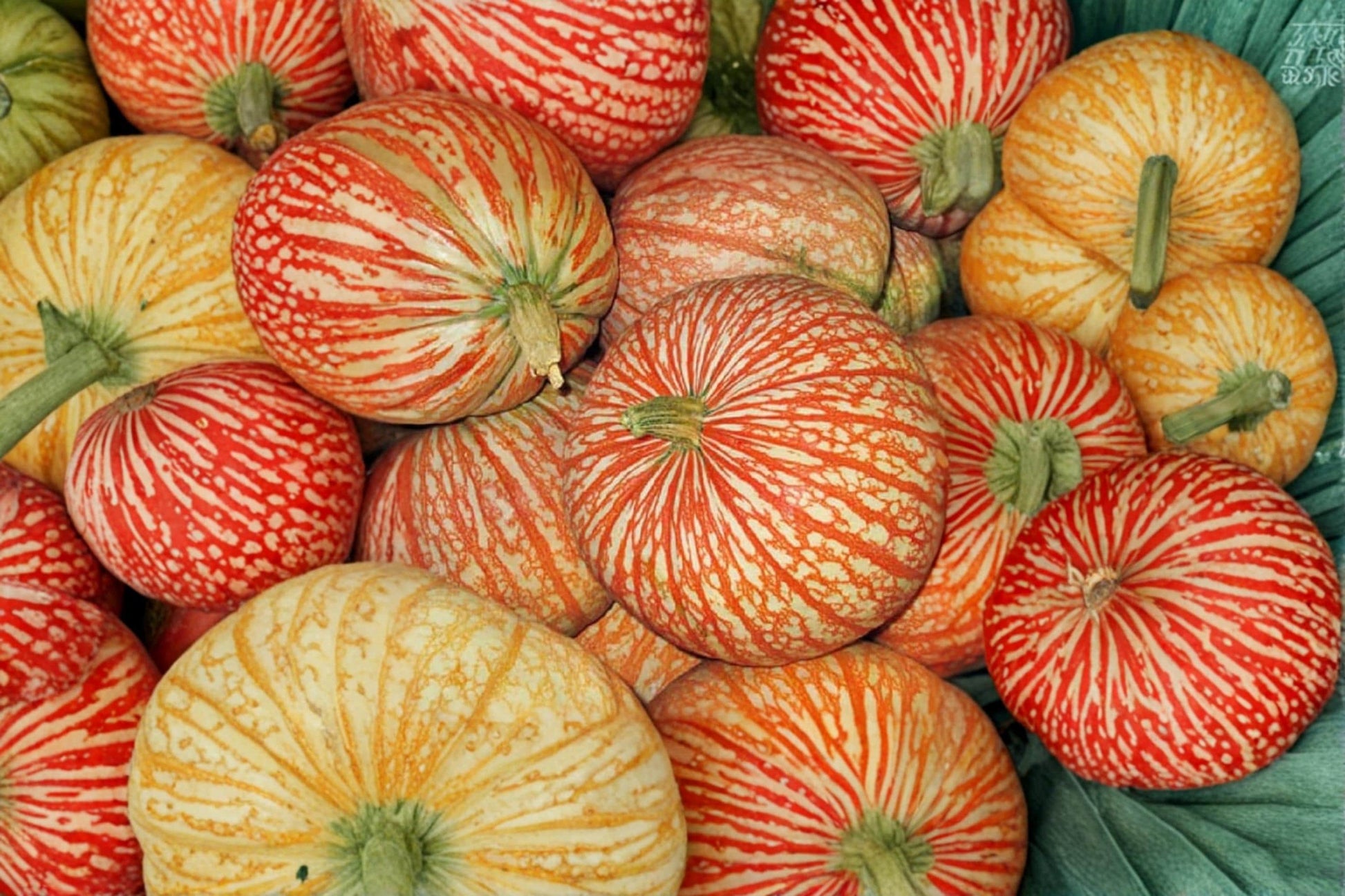 One Too Many Pumpkin Seeds, Ornamental Cucurbita pepo, Striped Cream and Red Heirloom Pumpkin for Fall Garden & Decor