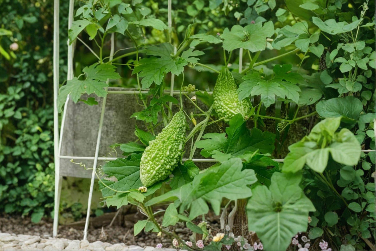 Green Bitter Gourd Seeds – Momordica charantia Climbing Vegetable Vine for Garden, Trellis & Raised Beds