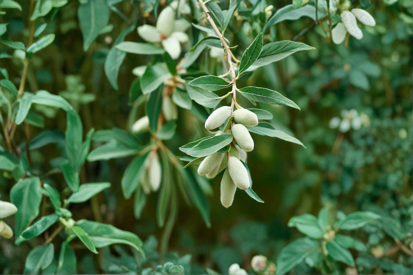 American Silverberry Seeds – Elaeagnus commutata – Hardy Ornamental Shrub with Silver Foliage for Hedges & Wildlife Gardens