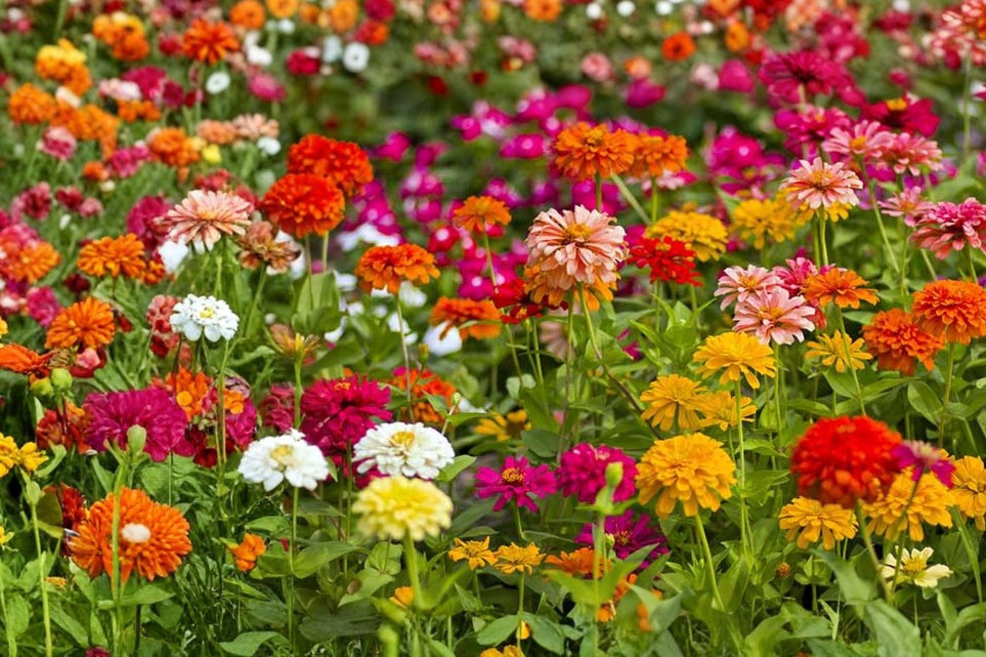 Button Box Zinnia Seeds – Dwarf Mixed Color Zinnia elegans, Compact Annual Flower for Garden Beds & Containers