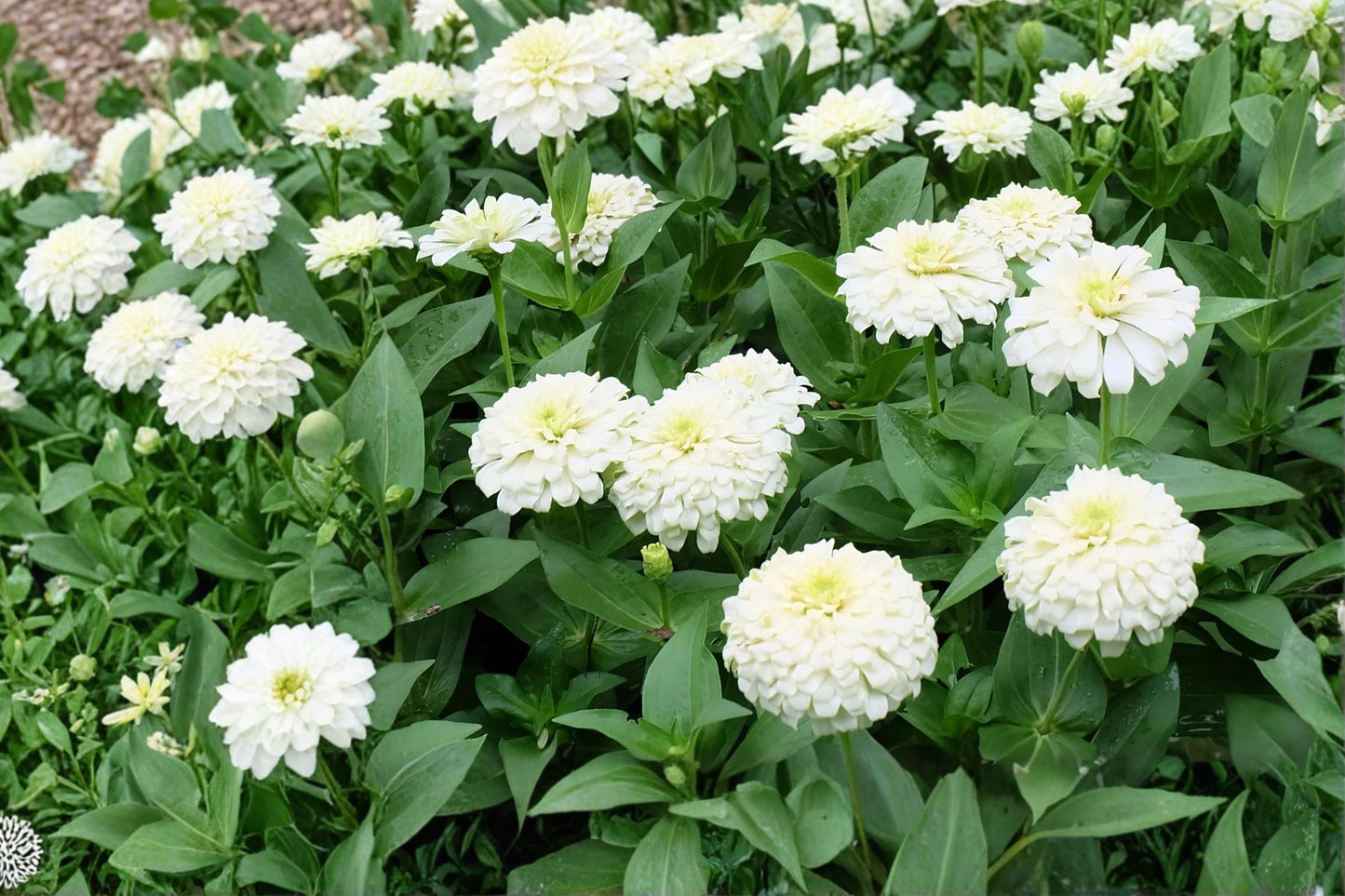 Polar Bear Zinnia Seeds – White Flower Zinnia elegans for Garden Beds & Cut Flowers, Annual, Full Sun