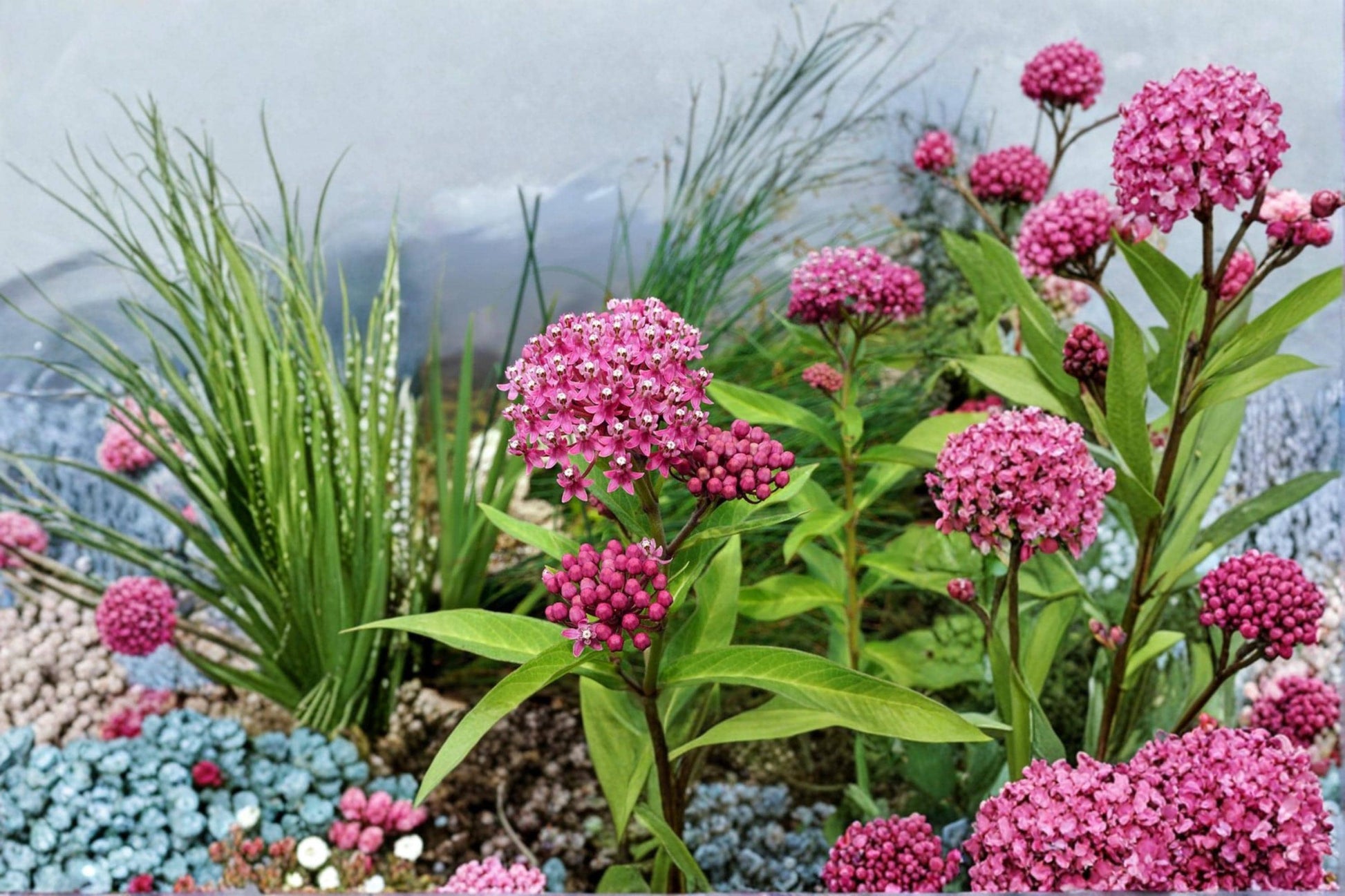 Swamp Milkweed Seeds – 100 Pack, Asclepias incarnata Native Perennial Wildflower for Pollinator Gardens