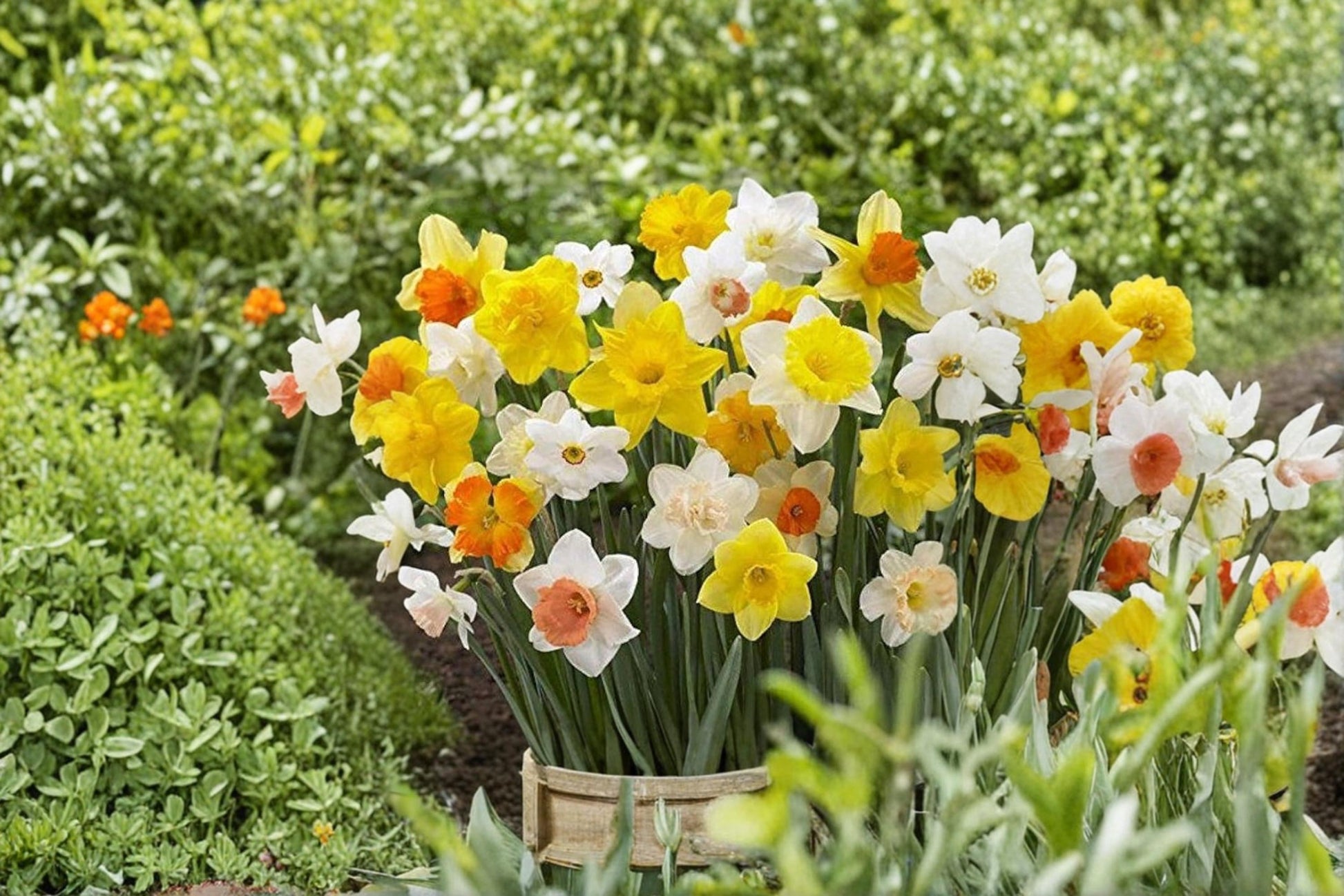 Mixed Daffodil Bulbs – Narcissus spp. Spring Flowering Perennials for Garden Beds & Containers