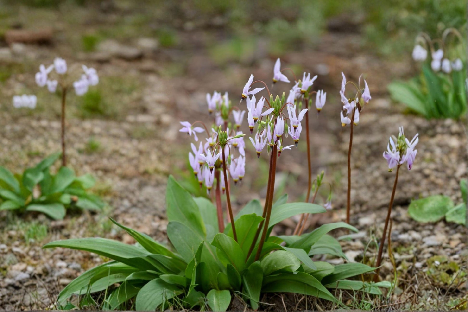 Midland Shooting Star Wildflower Seeds – Dodecatheon meadia Native Perennial Plant Pack for Gardens and Pollinator Gardens