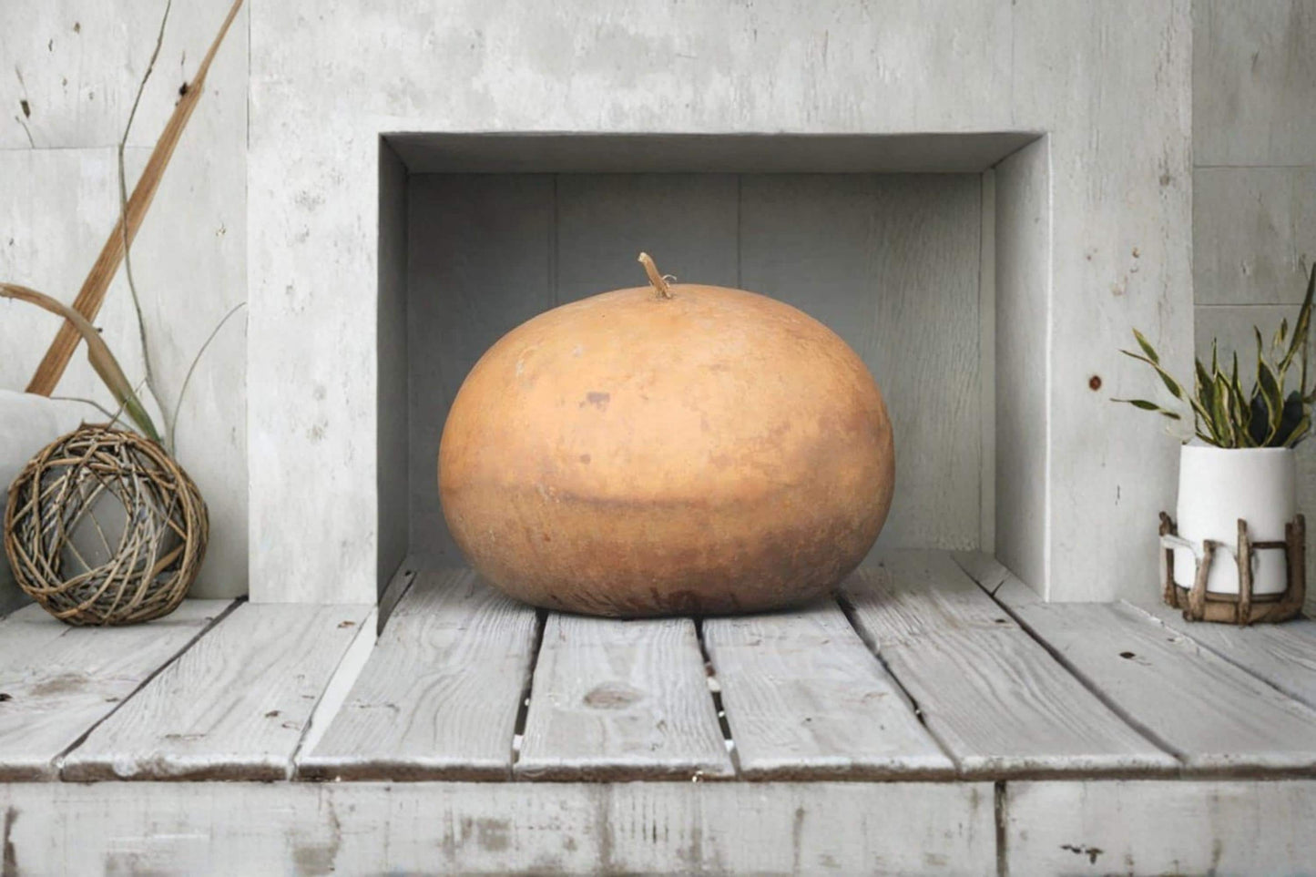 Bushel Gourd Seeds – Giant Round Ornamental Vine Seeds – Lagenaria Siceraria for Fall Decor & Crafts