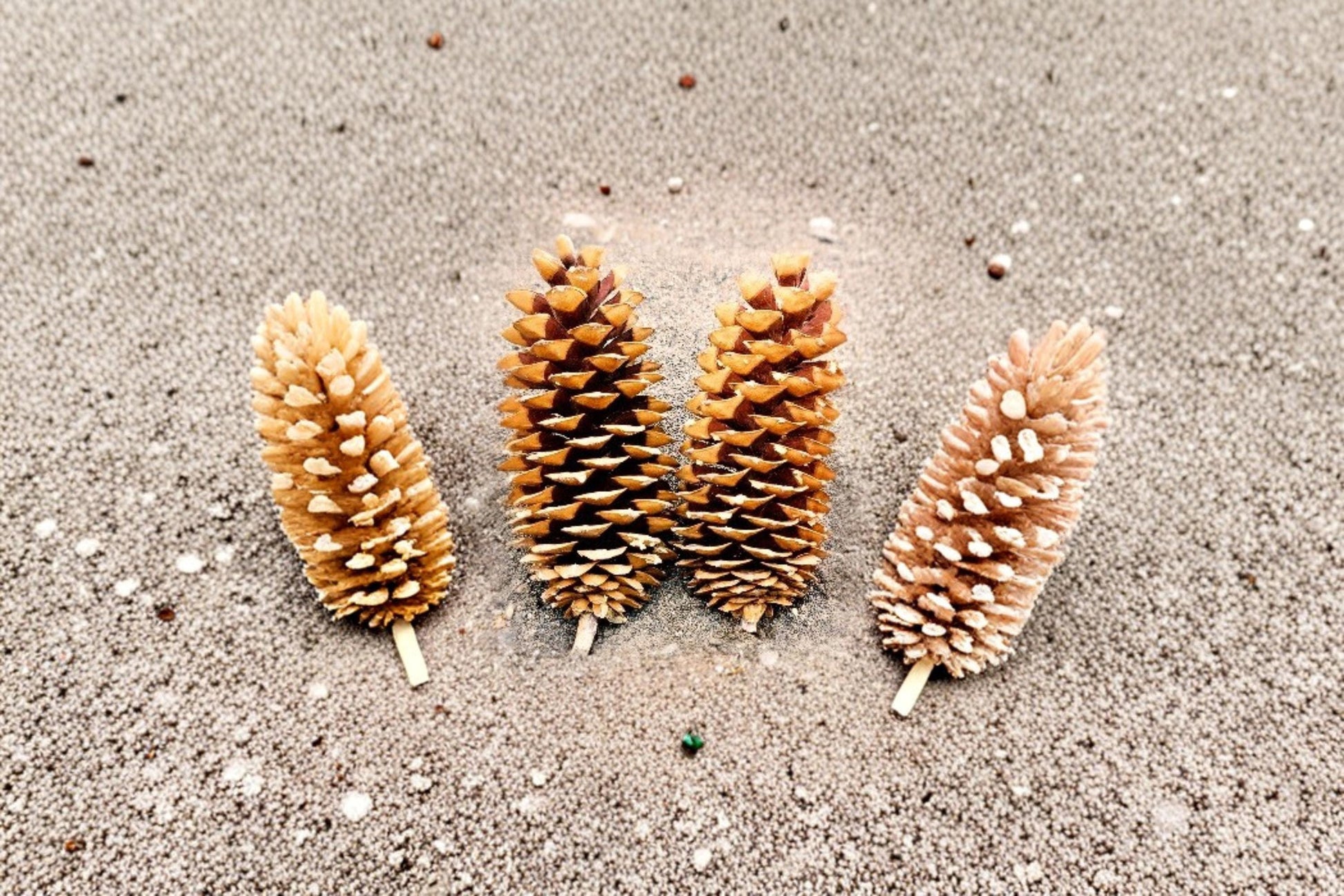Giant Sugar Pine Seeds – Pinus lambertiana Evergreen Tree with Long Pine Cones, Woodland & Ornamental Landscape Plant