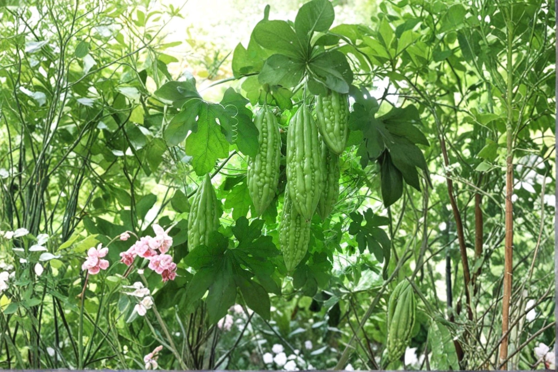 Green Bitter Gourd Seeds 10ct – Momordica charantia Climbing Vegetable Vine for Garden, Trellis, Container Cultivation
