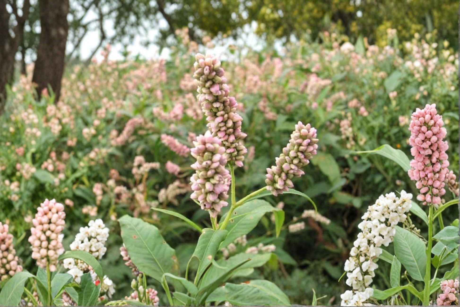 Pinkweed Seeds for Planting – Persicaria pensylvanica Wildflower Seeds, Native Wetland, Rain Garden, Pink Blooms, 50 Seeds