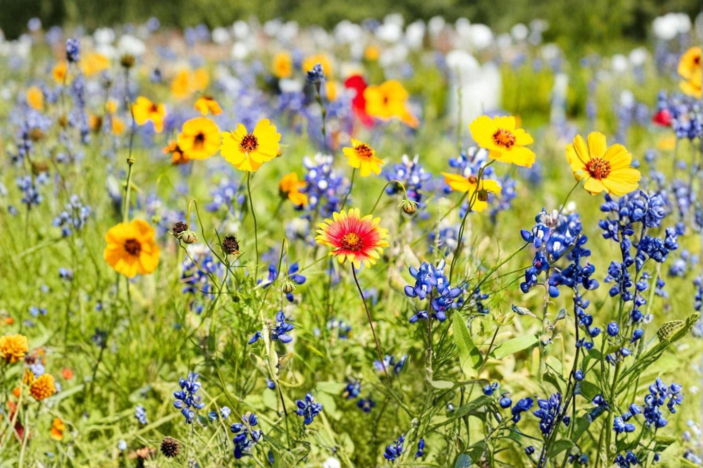 Drought Tolerant Wildflower Seed Kit – Mixed Flower Seeds for Naturalized Gardens & Low-Water Landscaping