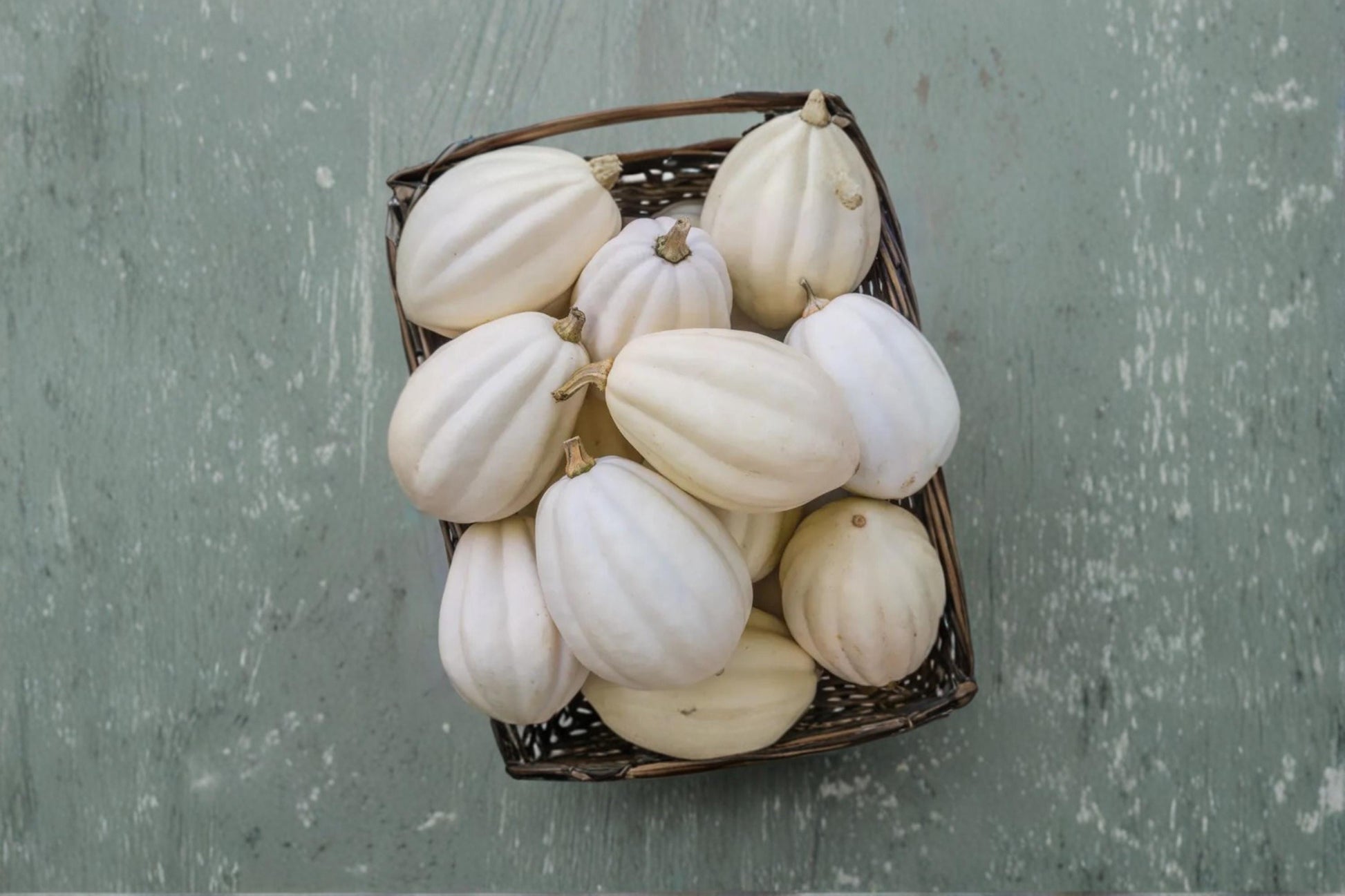 Mashed Potato Squash Seeds – White Winter Cucurbita maxima Vegetable Garden Seeds for Home Growing