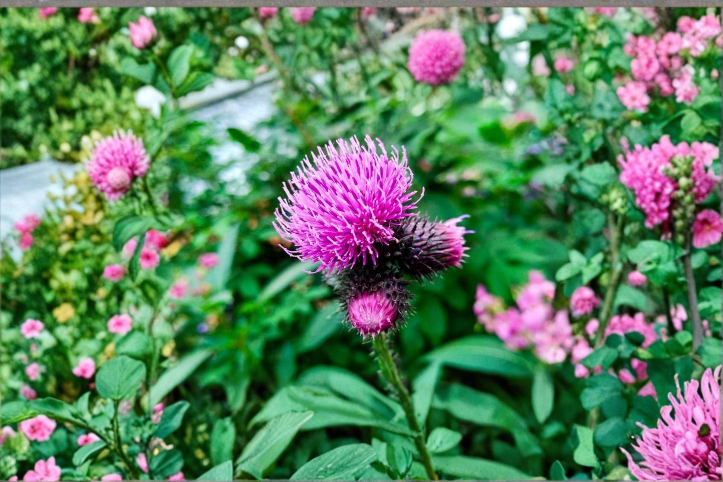 Greater Burdock Root Seeds 100+ | Arctium lappa Biennial Herb for Garden, Wild & Cottage-Style Planting