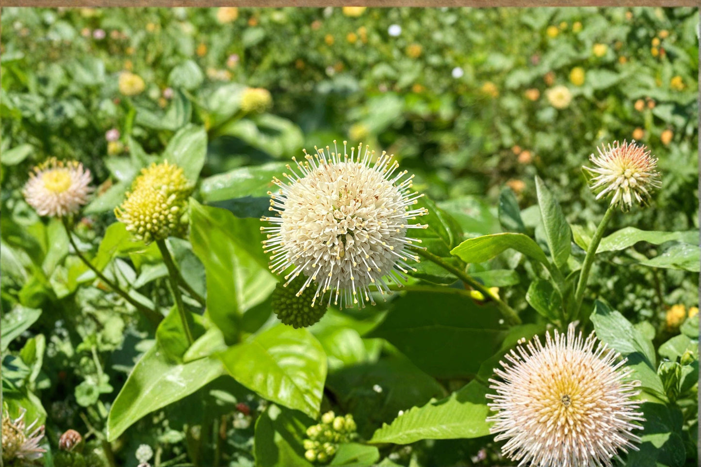 Buttonbush Seeds 100 Pack – Cephalanthus occidentalis Native Flowering Shrub for Pollinator Gardens and Wetlands