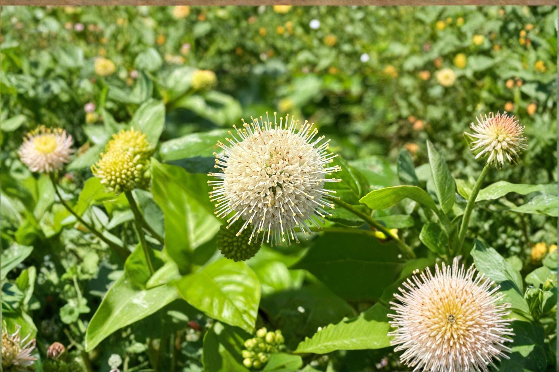 Buttonbush Seeds 100 Pack – Cephalanthus occidentalis Native Flowering Shrub for Pollinator Gardens and Wetlands