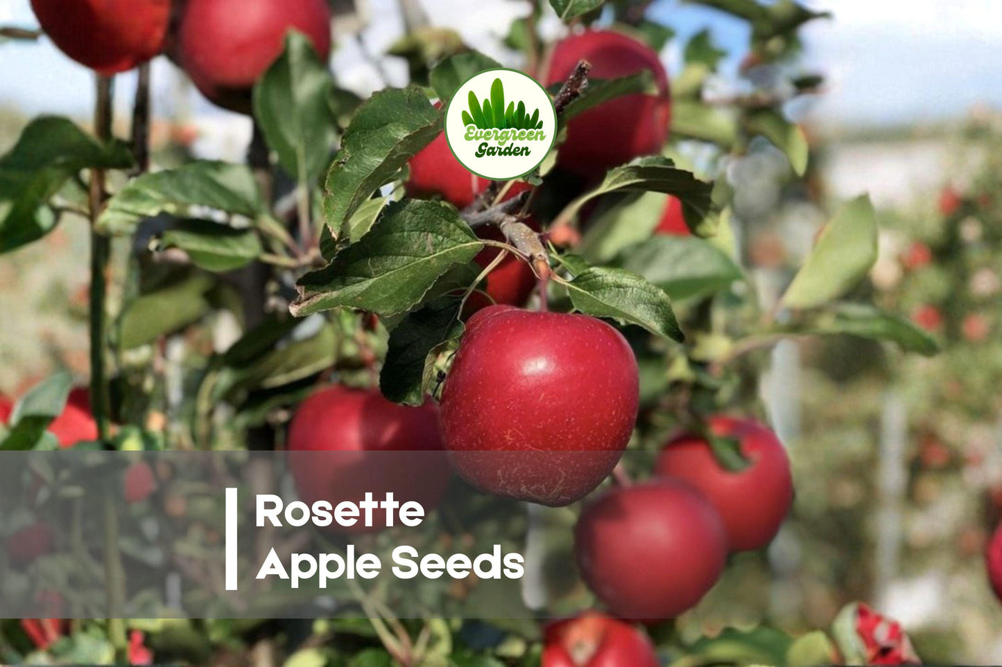 25+ Rosette Apple Seeds - Unique Malus domestica Fruit Tree for Gardens & Orchards