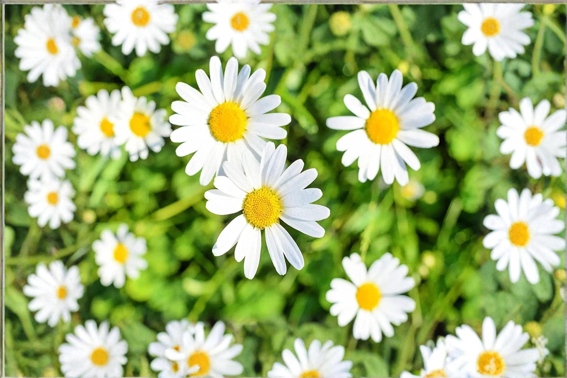 Shasta Daisy Seeds – Leucanthemum × superbum White Perennial Flower Seeds for Garden Landscaping & Cut Flowers