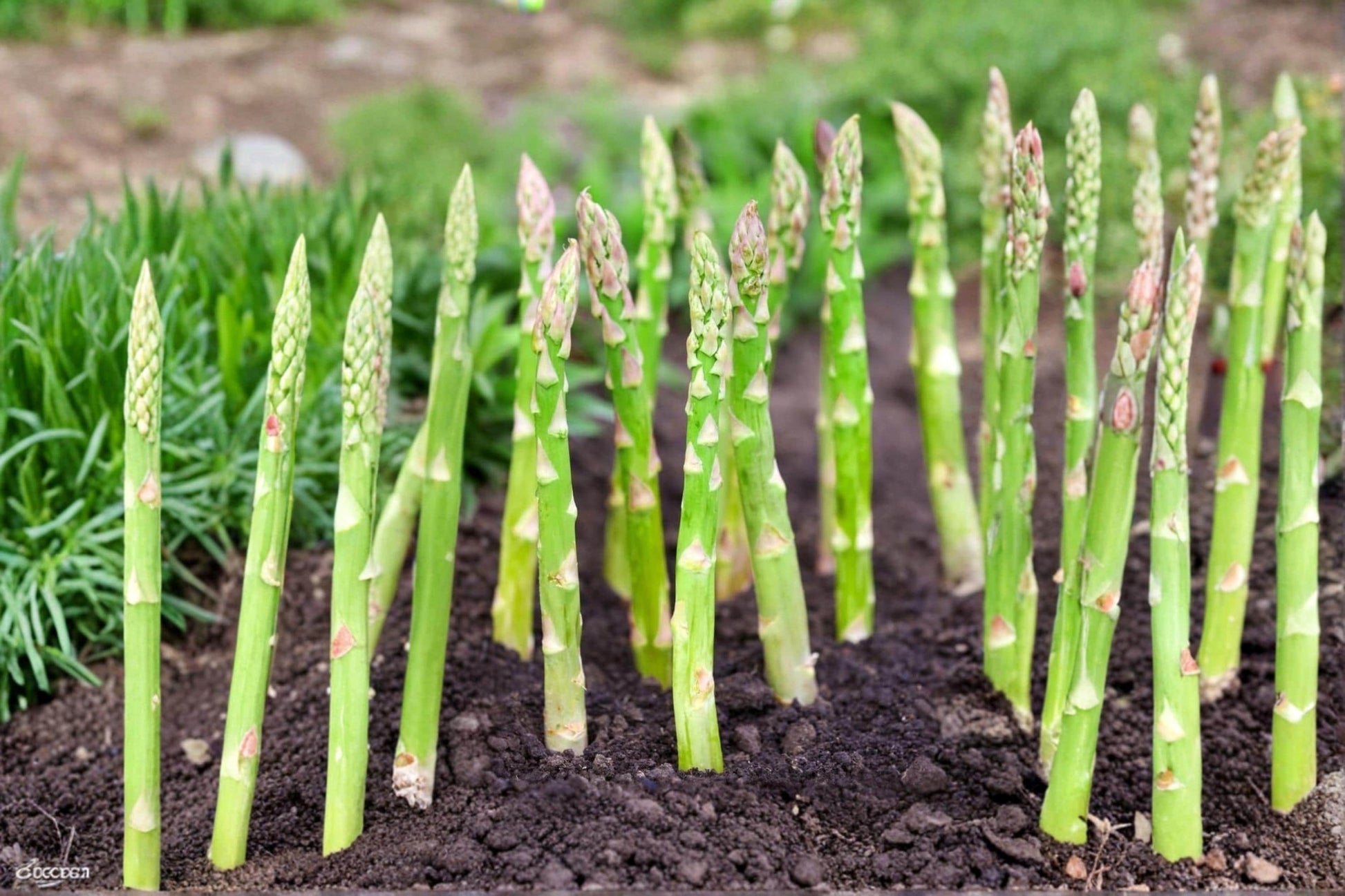 Millennium Asparagus Officinalis Bare Root Crowns – Perennial Vegetable Plants for Edible Garden Beds